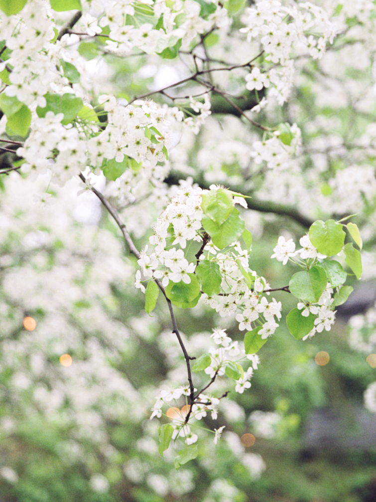 spring blossoms at kurtz orchards