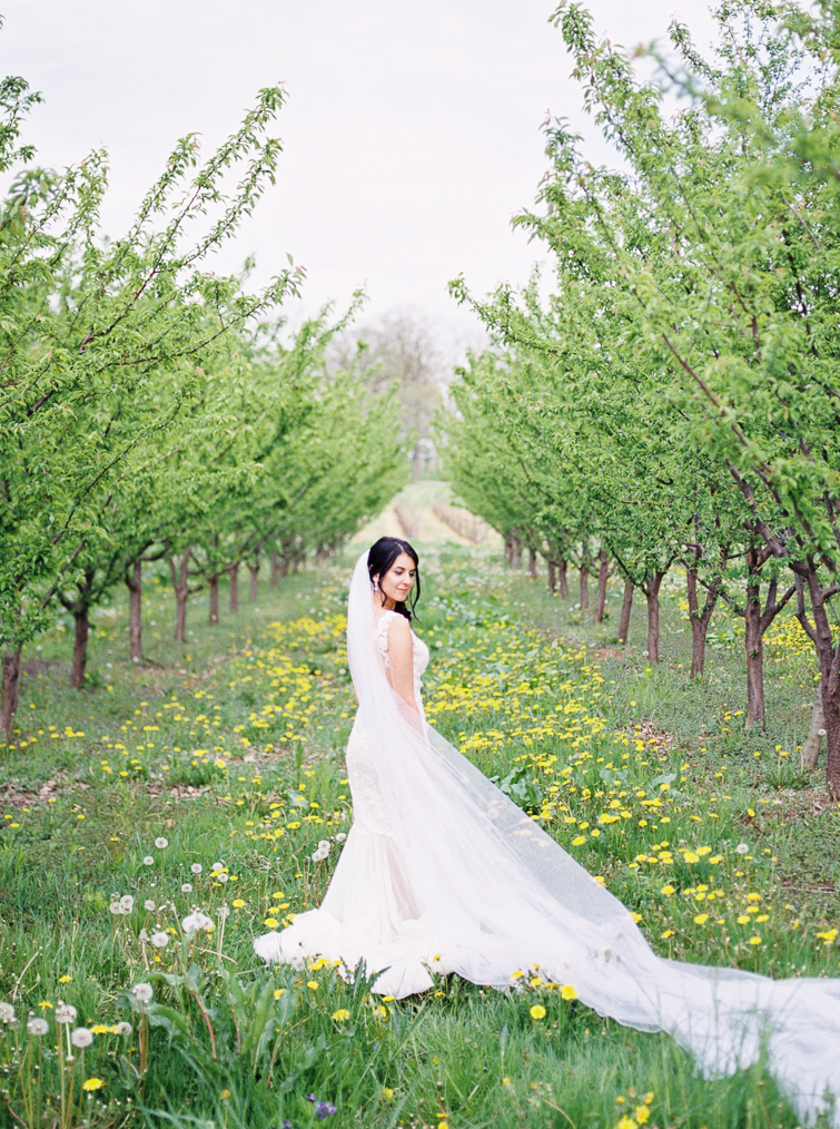 photo of bride with long veil in apple orchard at kurtz